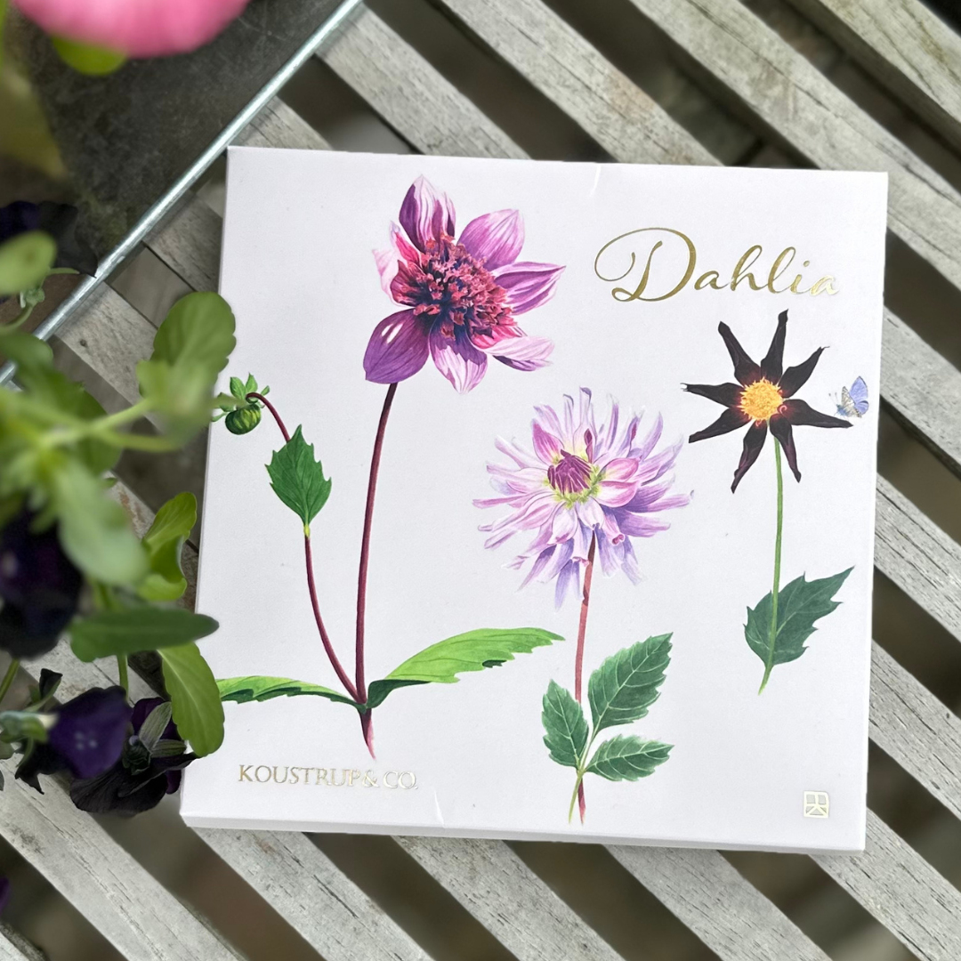 8 stk. Dahlia kort med kuvert