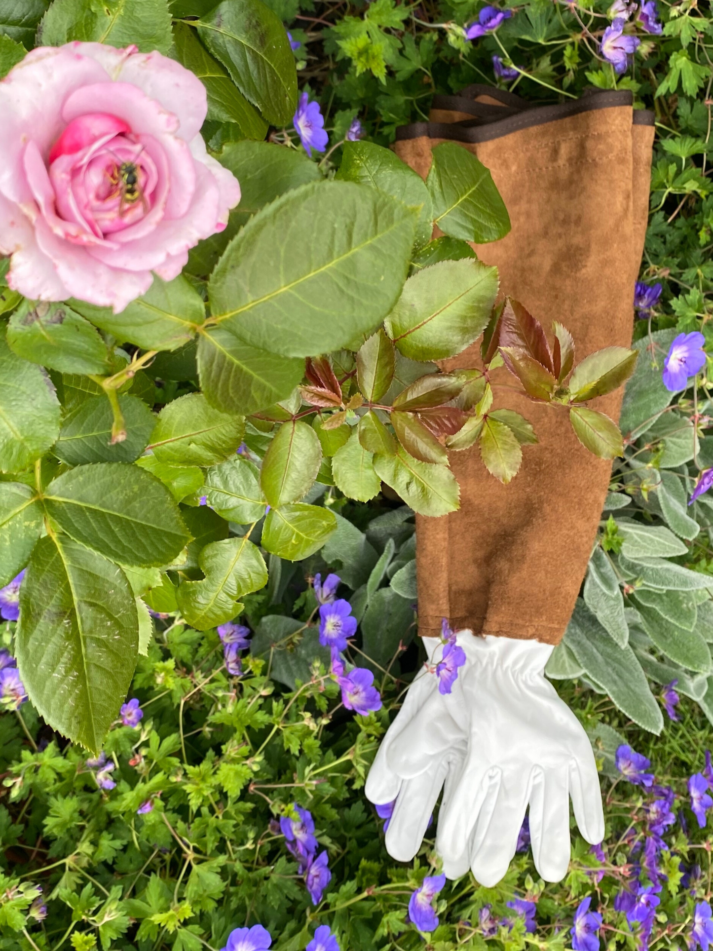 Rosenhandske, Lang, str. S