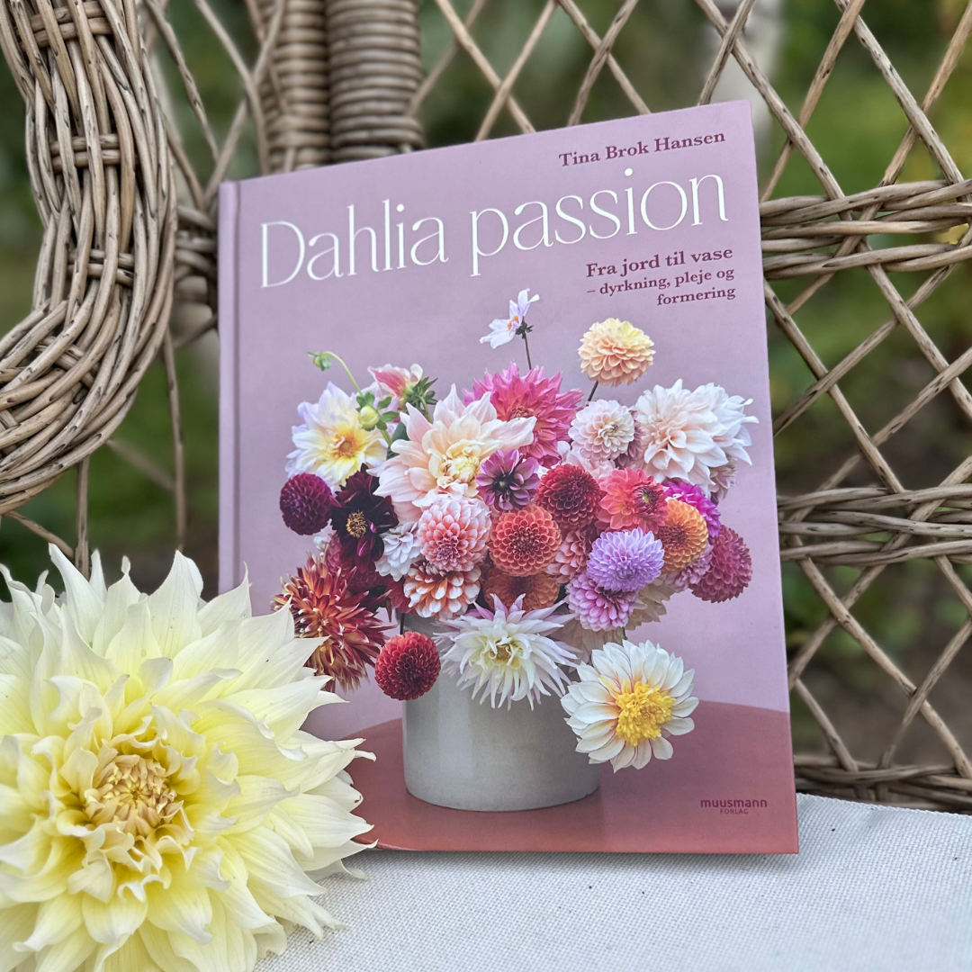 Dahlia passion